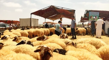 موعد عيد الأضحى 2025 في الجزائر وجدول الإجازات الرسمية المعتمد للموظفين
