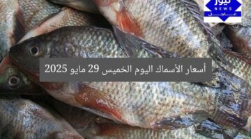 أسعار الأسماك اليوم الخميس 29 مايو 2025