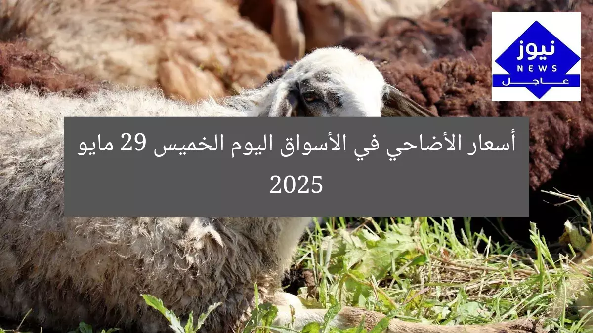أسعار الأضاحي في الأسواق اليوم الخميس 29 مايو 2025
