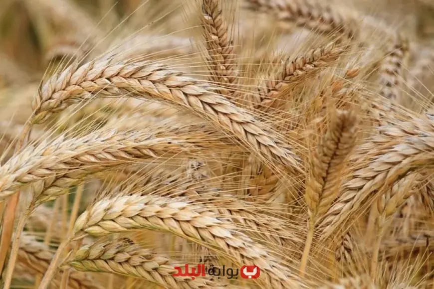 البورصة السلعية: أداة حكومية للسيطرة على الأسعار واستقرار السوق