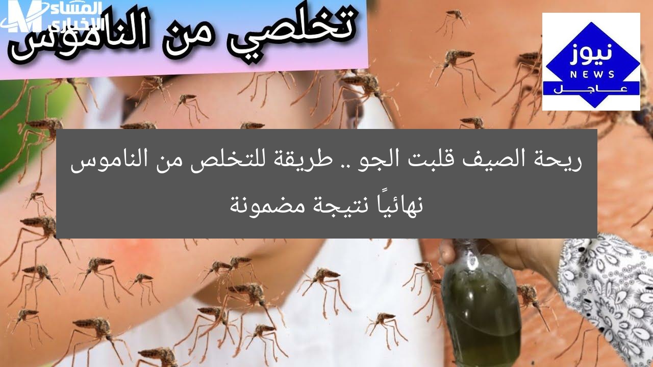 ريحة الصيف قلبت الجو .. طريقة للتخلص من الناموس نهائيًا نتيجة مضمونة