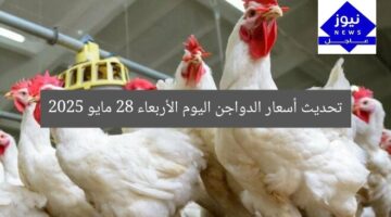 تحديث أسعار الدواجن اليوم الأربعاء 28 مايو 2025