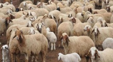 [العنوان المعاد صياغته]  
10 أماكن توريد الخراف والأبقار الحية في القاهرة والمحافظات – وزارة التموين  

[KEYWORDS_SECTION_START]  
وزارة التموين, أضاحي, أماكن بيع الأبقار والخراف
