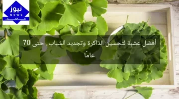 أفضل عشبة لتحسين الذاكرة وتجديد الشباب.. حتى 70 عامًا