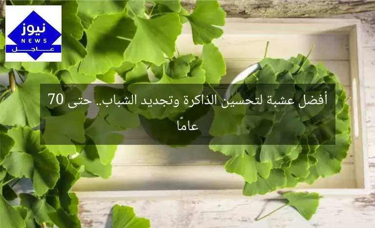 أفضل عشبة لتحسين الذاكرة وتجديد الشباب.. حتى 70 عامًا