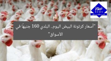 “أسعار كرتونات البيض اليوم في منافذ البيع: البلدي بـ160 جنيهًا”