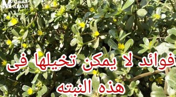 نبتة الرجلة الصغيرة: سر طبيعي فعّال لتحسين صحتك وتنظيم السكر والضغط