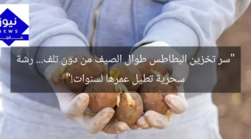 “سر تخزين البطاطس طوال الصيف من دون تلف… رشة سحرية تطيل عمرها لسنوات!”