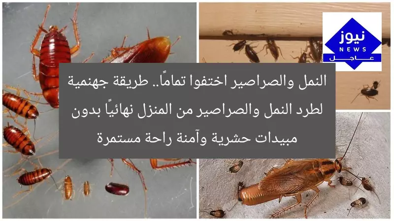 النمل والصراصير اختفوا تمامًا.. طريقة جهنمية لطرد النمل والصراصير من المنزل نهائيًا بدون مبيدات حشرية وآمنة راحة مستمرة