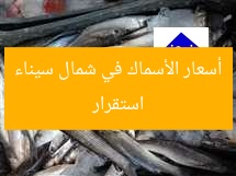 استقرار أسعار الأسماك في شمال سيناء