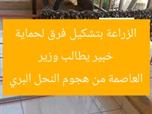 خبير يطالب بتشكيل فرق لحماية سكان العاصمة من هجوم نحل بري
