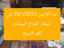 أسعار الفراخ البيضاء غدا الإثنين 16/6/2025 في كفر الشيخ