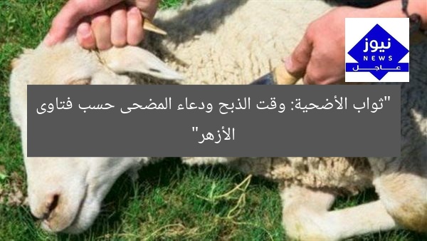 “كيف تأخذ ثواب الأضحية؟ مركز الأزهر يوضح وقت الذبح ودعاء المضحى”
ثواب الأضحية, وقت الذبح, دعاء المضحى