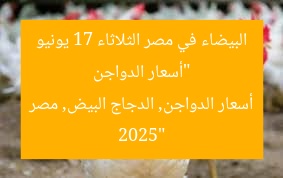 “أسعار الدواجن البيضاء في مصر الثلاثاء 17 يونيو 2025”
أسعار الدواجن, الدجاج البيض, مصر