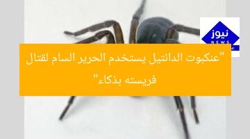 “عنكبوت الدانتيل يستخدم الحرير السام لقتال فريسته بذكاء”