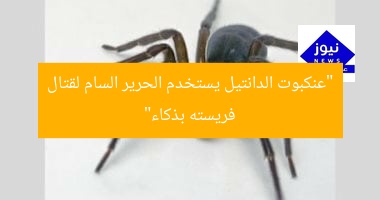 “عنكبوت الدانتيل يستخدم الحرير السام لقتال فريسته بذكاء”