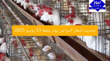 تحديث أسعار الدواجن يوم جمعة 13 يونيو 2025