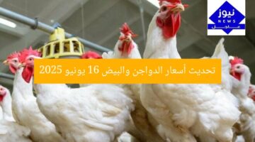 تحديث أسعار الدواجن والبيض 16 يونيو 2025