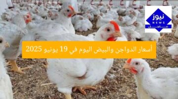 أسعار الدواجن والبيض اليوم في 19 يونيو 2025