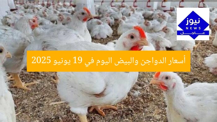 أسعار الدواجن والبيض اليوم في 19 يونيو 2025