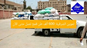 تموين الشرقية: 600 ألف طن قمح تصل حتى الآن