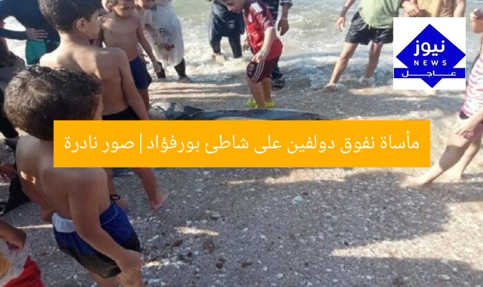 مأساة نفوق دولفين على شاطئ بورفؤاد|صور نادرة