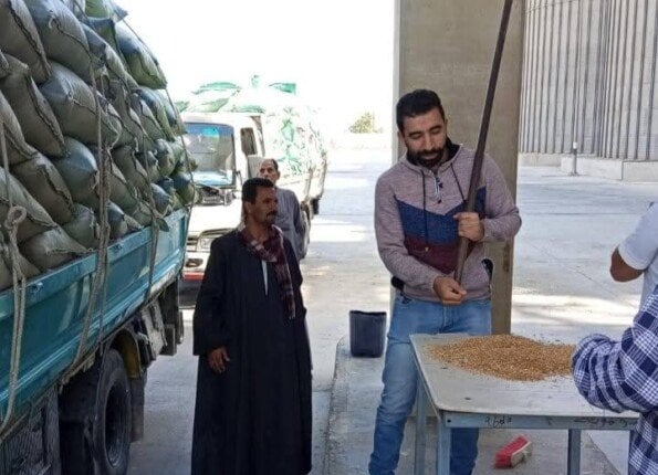 محافظ المنيا: توريد 507 آلاف طن من محصول القمح منذ بدء موسم 2025