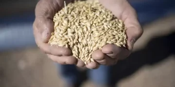 الرفيعة بكام.. سعر طن الأرز الشعير اليوم 21 نوفمبر 2025 في السوق المصري