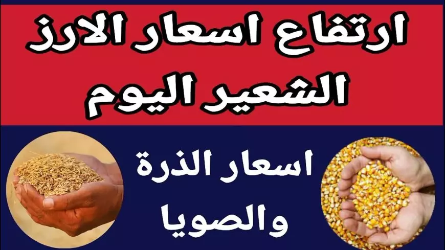 الأردب بكام؟ .. ارتفاع سعر طن الأرز الشعير اليوم في مصر وزيادة جديدة في الأسواق المحلية