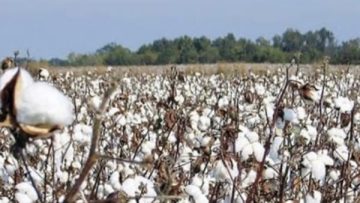 عاجل.. سعر قنطار القطن اليوم.. مؤشرات جديدة في المزادات الرسمية