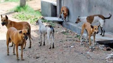 عاجل.. 40 مليون كلب ضال في الشوارع المصرية.. والحل في الشلاتر