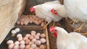 عاجل.. بورصة الدواجن.. أسعار الفراخ البيضاء اليوم السبت 13 ديسمبر2025