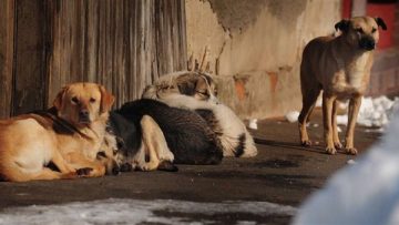 عاجل.. جمع وتعقيم وتطعيم.. خطة عاجلة للسيطرة على الكلاب الضالة