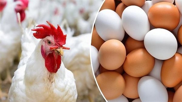 عاجل.. مفاجأة بشأن أسعار الدواجن والبيض في الأسواق اليوم