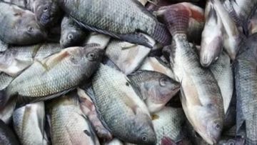 عاجل.. تعرف على أسعار السمك اليوم السبت في مصر