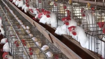 عاجل.. بورصة الدواجن اليوم…أسعارالفراخ البيضاء اليوم الإثنين 22 ديسمبر 2025