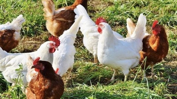 عاجل.. عاجل.. شعبة الدواجن تكشف حقيقة انتشار “الفراخ السردة” بالأسواق| فيديو