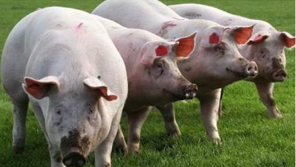 عاجل.. تفشي حمى الخنازير في إسبانيا قد يكون ناتجا عن تسرب من مختبر