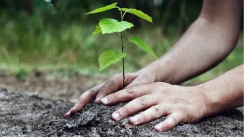 عاجل.. وزير الشباب يشارك في حملة تشجير بـالمفرق ضمن برنامج «التطوع الأخضر»