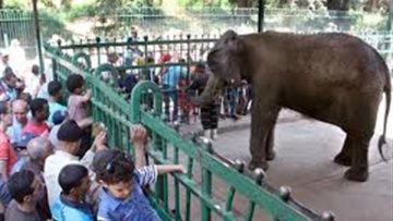 عاجل.. خطة تطوير شاملة لحديقة الحيوان.. إضافة 118 فصيلة جديدة لتعزيز التنوع البيولوجي