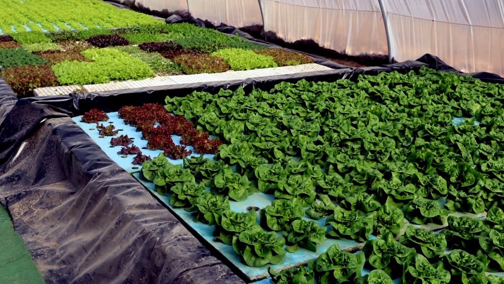 عاجل.. جرش تنفذ 276 مشروع حصاد مائي لتعزيز استدامة الزراعة