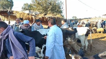 عاجل.. “الزراعة” تعلن تحصين الماشية بأكثر من 8.5 مليون جرعة للقاحي الحمى القلاعية والوادي المتصدع حتى الآن