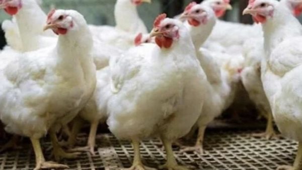 عاجل.. الأسعار غليت ولا رخصت؟.. بورصة الدواجن تكشف أسعار الفراخ البيضاء اليوم الجمعة 19 ديسمبر 2025