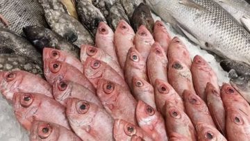 عاجل.. أسعار السمك اليوم في سوق العبور.. استقرار بالأسواق