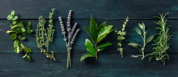 عاجل.. نباتات منزلية طبيعية لطرد الحشرات وحماية البيت في الصيف