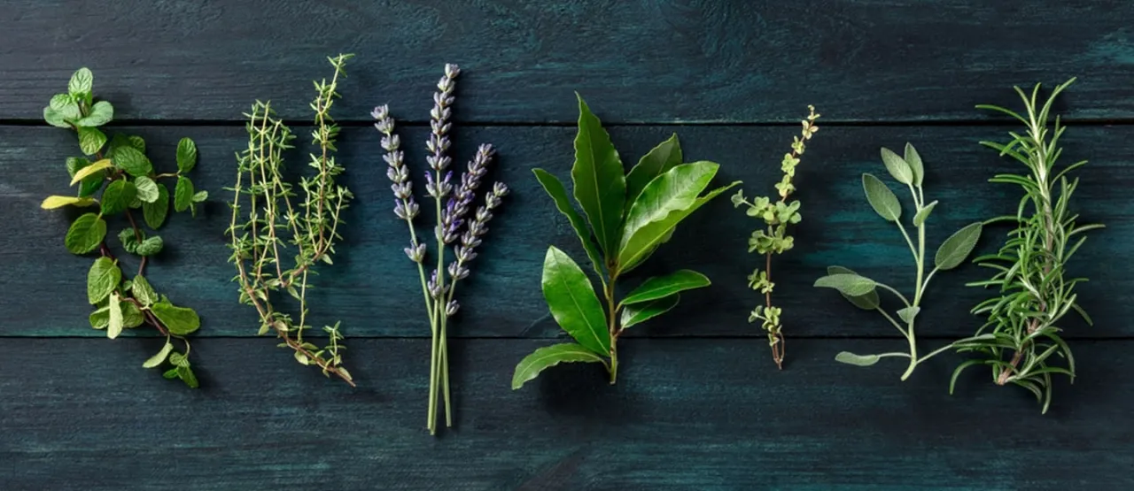 عاجل.. نباتات منزلية طبيعية لطرد الحشرات وحماية البيت في الصيف