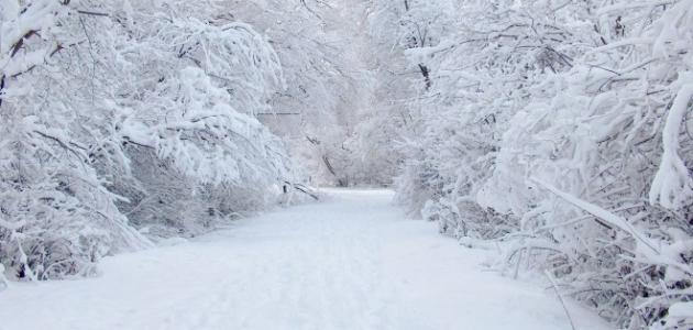 عاجل.. أمطار قادمة وثلوج غير متوقعة هذا الأسبوع