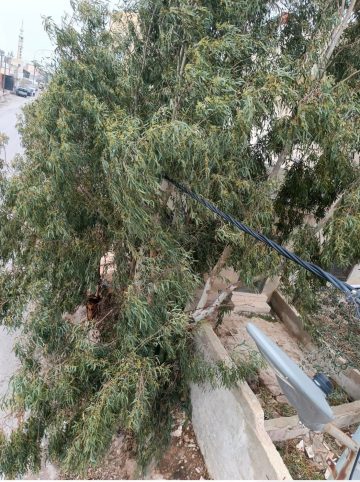 عاجل.. كهرباء إربد تُجري كشفًا ميدانيًا وتُزيل أشجارًا متداخلة مع الشبكة الكهربائية في عين بني حسن