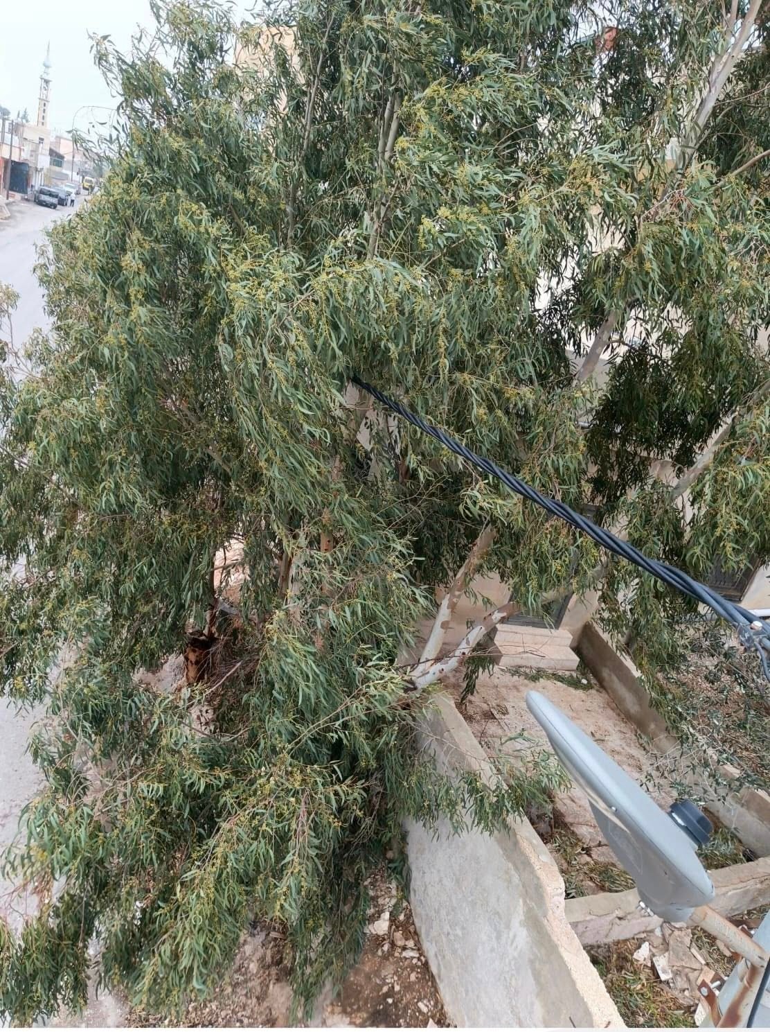 عاجل.. كهرباء إربد تُجري كشفًا ميدانيًا وتُزيل أشجارًا متداخلة مع الشبكة الكهربائية في عين بني حسن