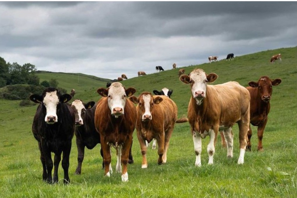 عاجل.. نجاة امرأة بريطانية بعد هجوم عنيف من قطيع أبقار في المرتفعات الإسكتلندية